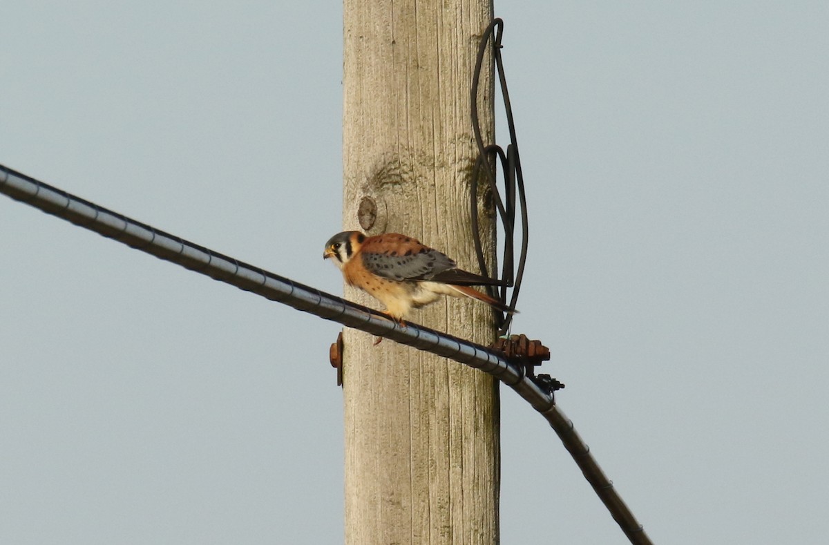 American Kestrel - Patrick Millar