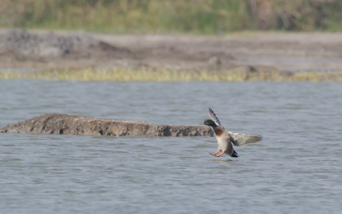 Canard colvert - ML132281391