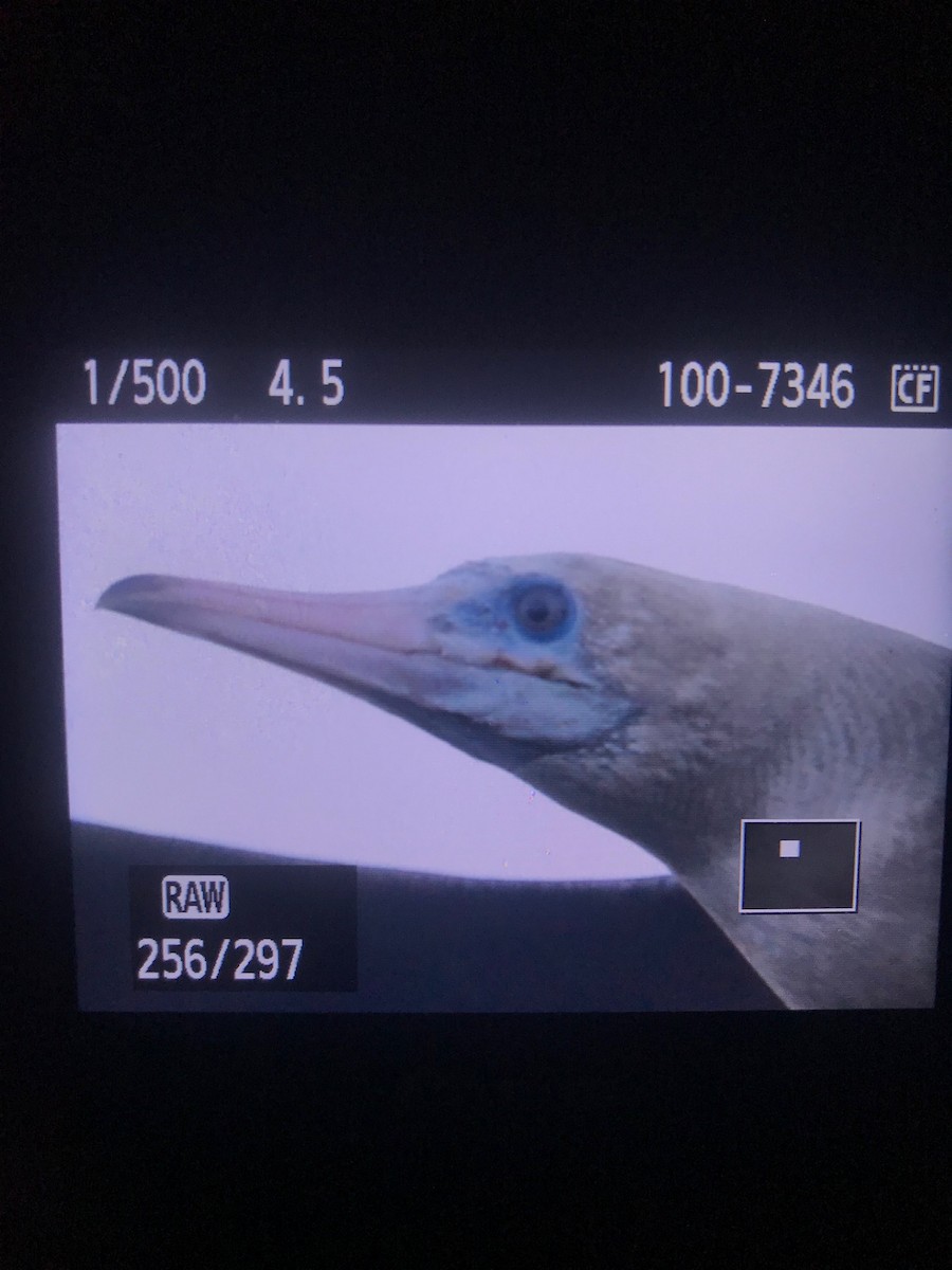 Red-footed Booby - Benny Jacobs-Schwartz