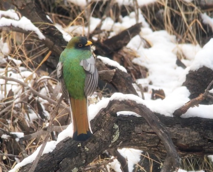 Coppery-tailed Trogon - ML132283231