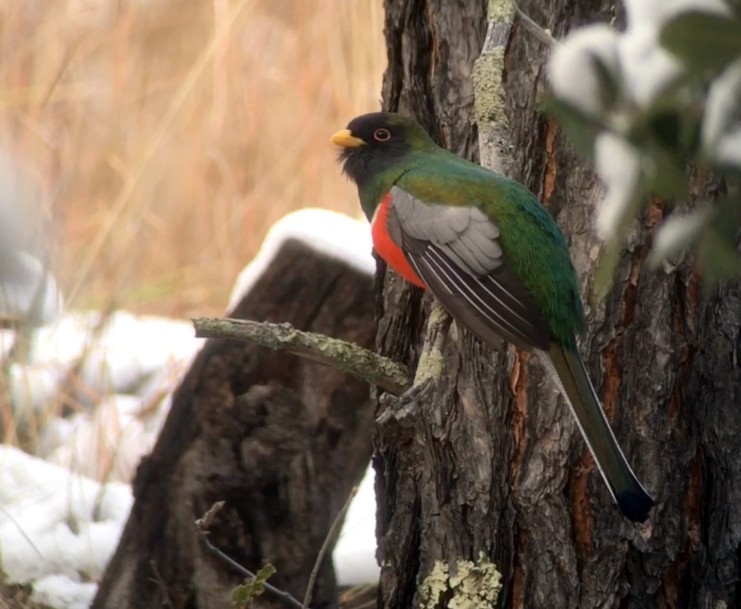 Coppery-tailed Trogon - ML132283361