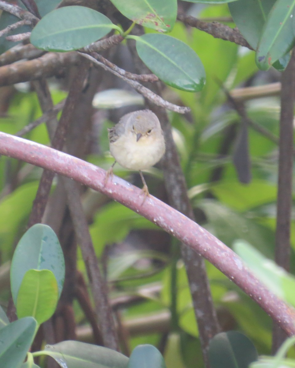 Yellow Warbler (Golden) - ML132285141