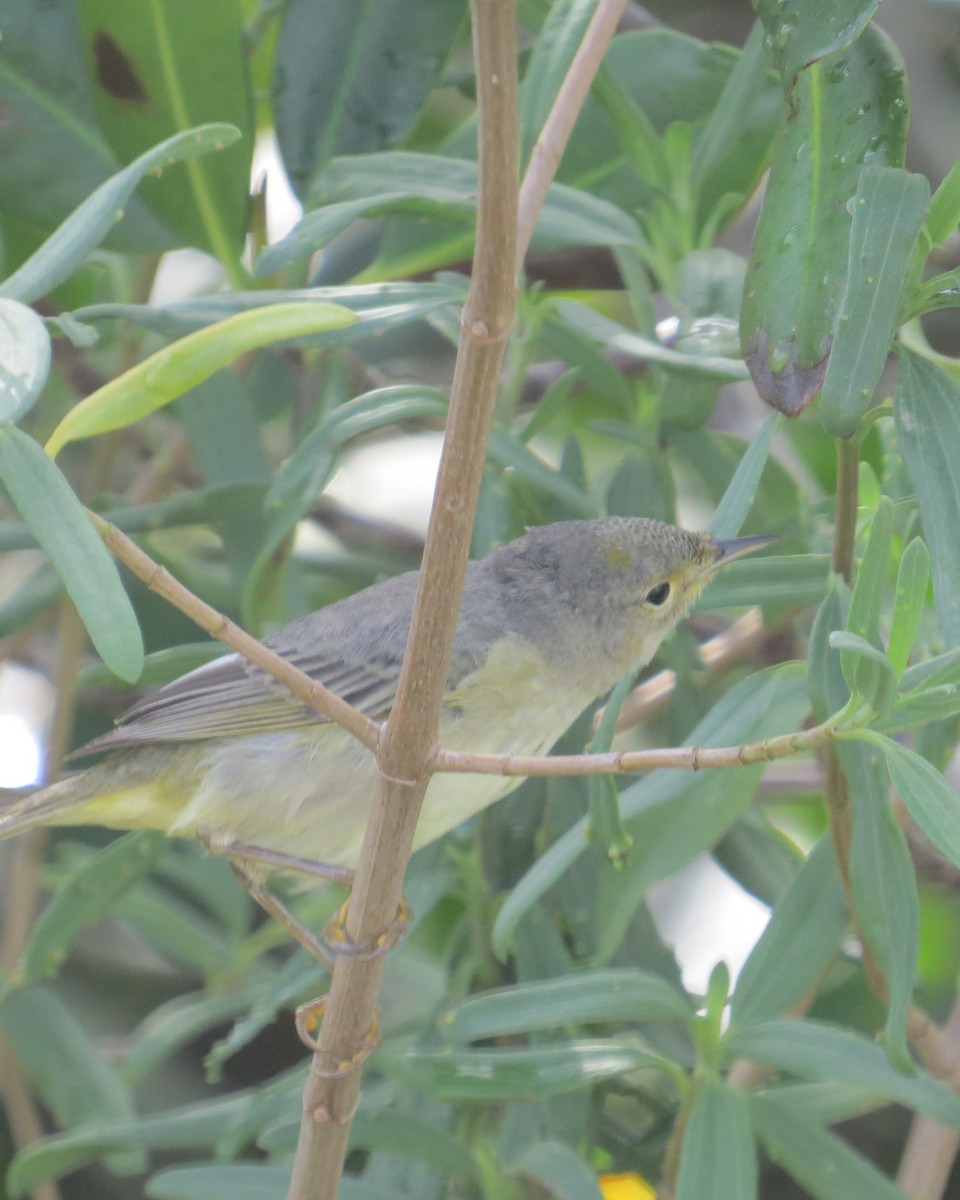 Yellow Warbler (Golden) - ML132285361