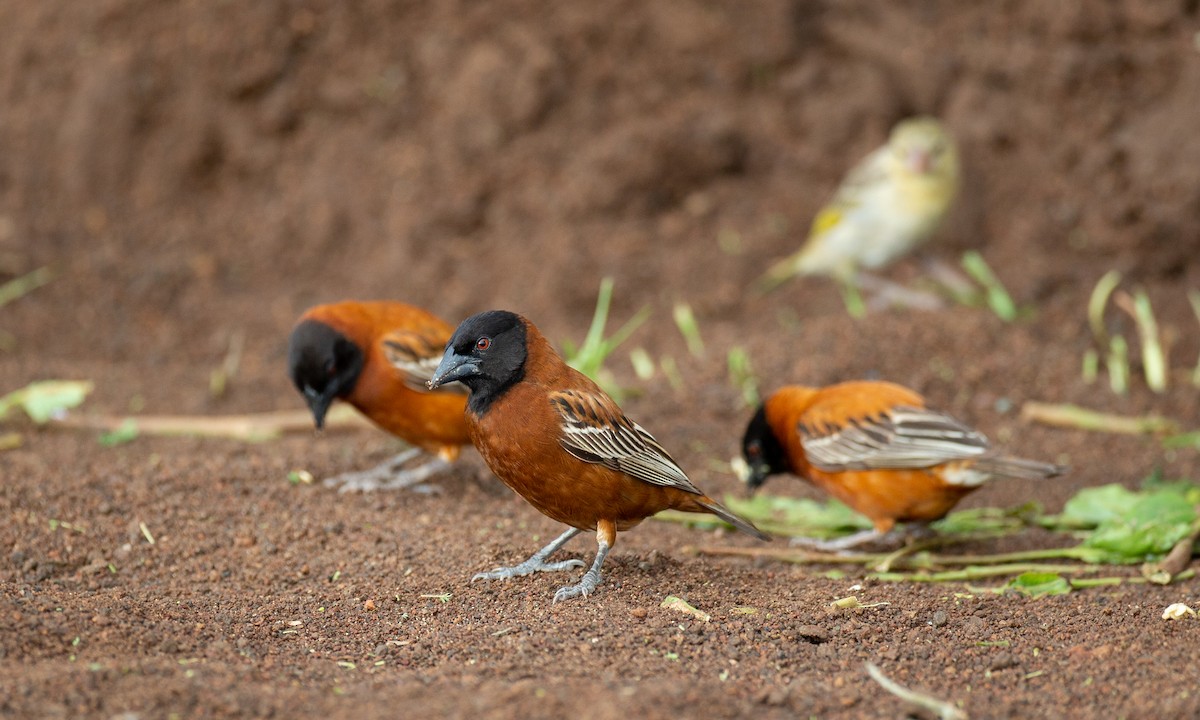 Chestnut Weaver (Chestnut) - Chris Wood