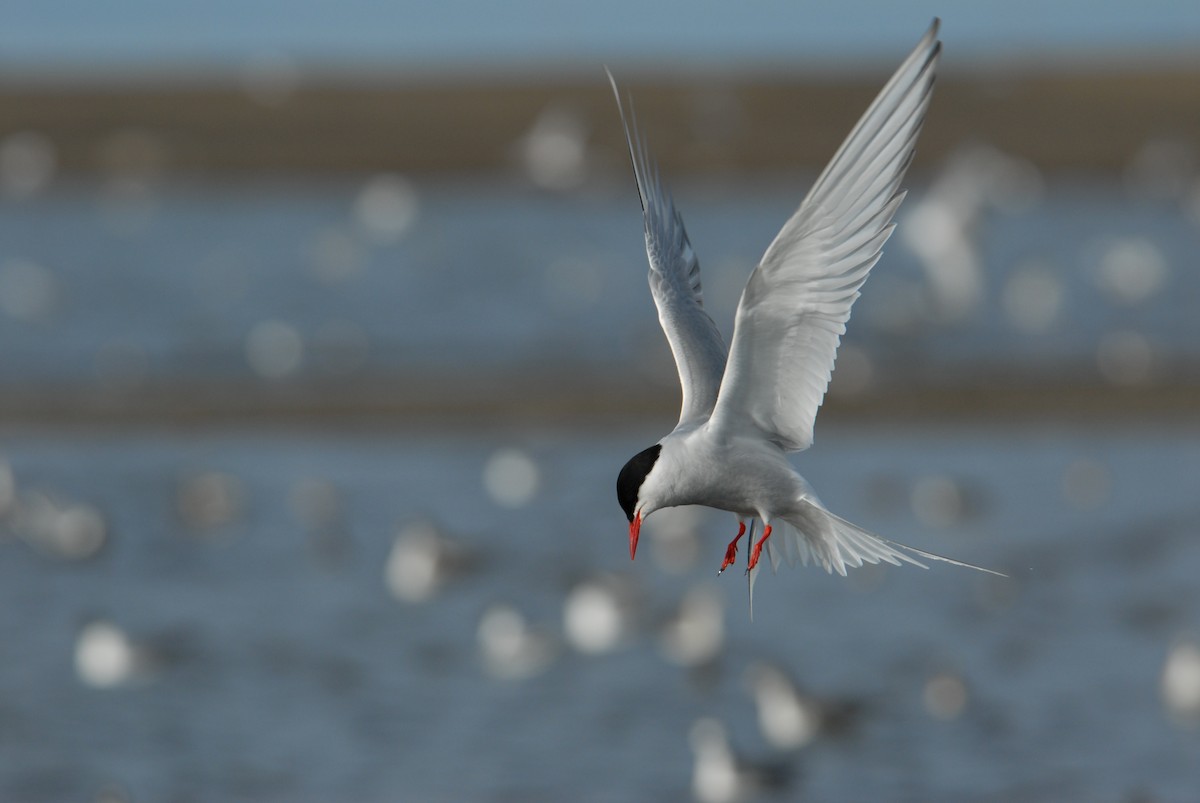 Arctic Tern - ML132286271