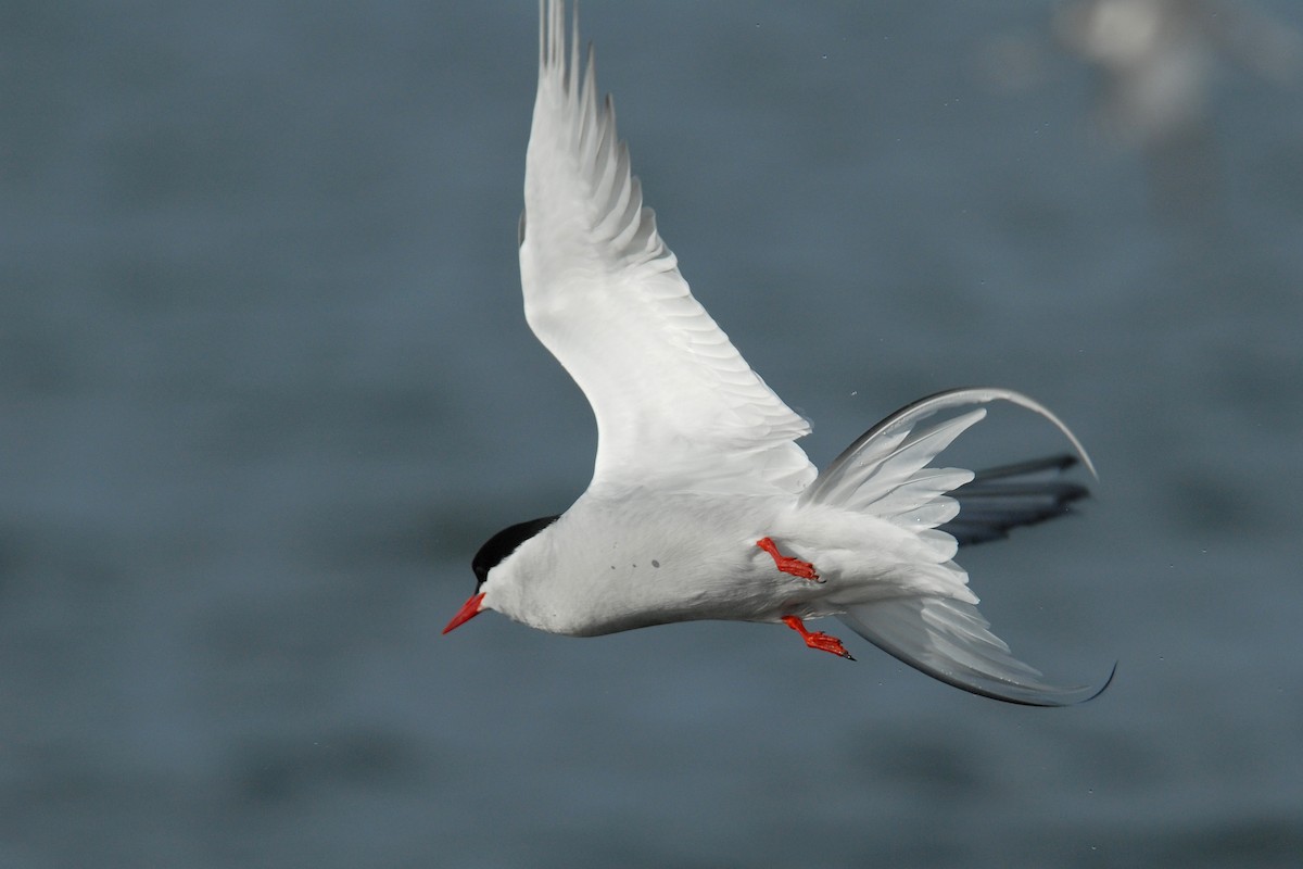 Arctic Tern - Cameron Eckert