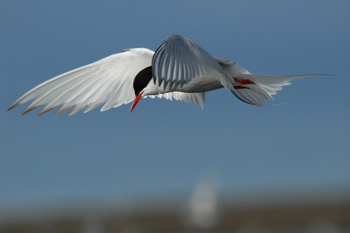 Arctic Tern - ML132286821