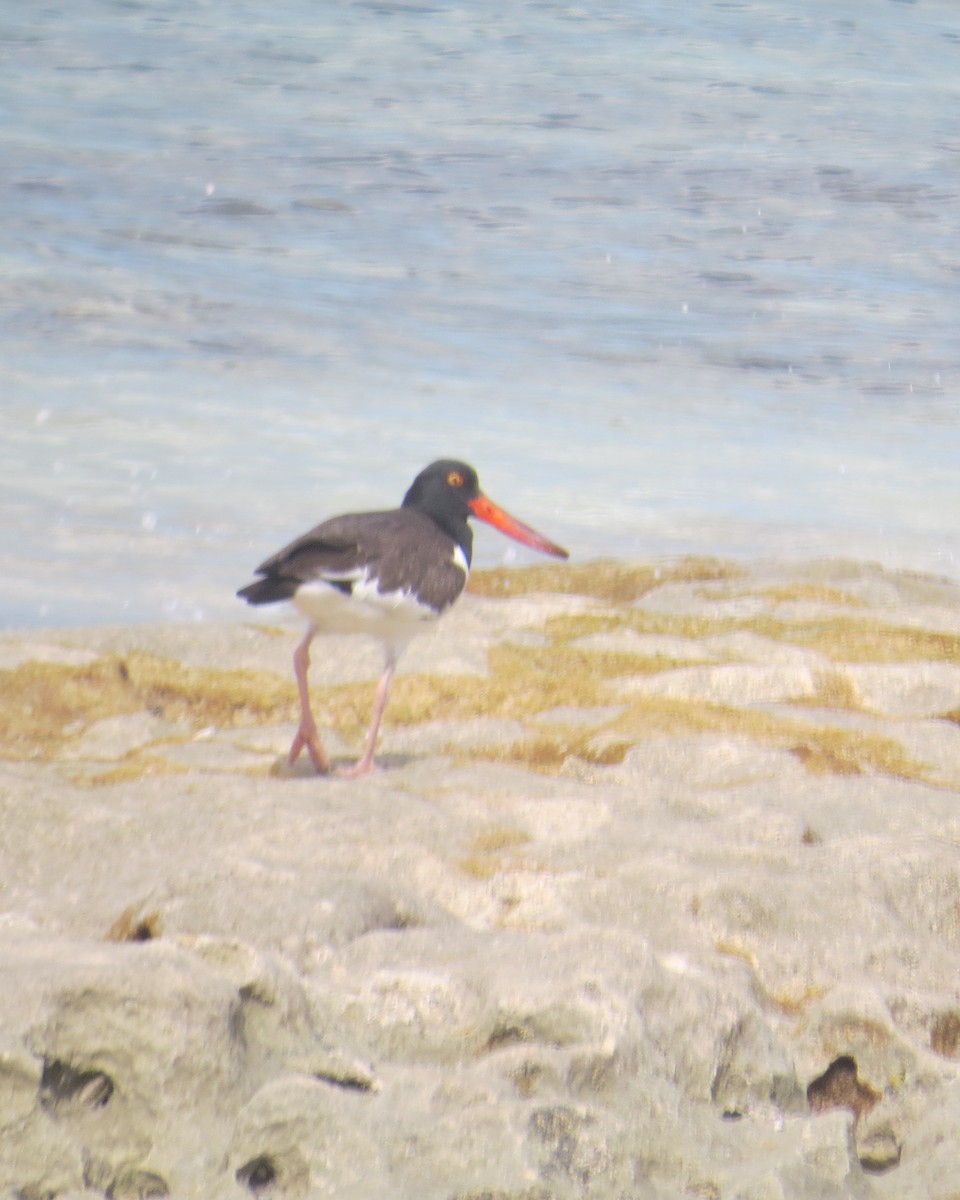 American Oystercatcher - ML132287331