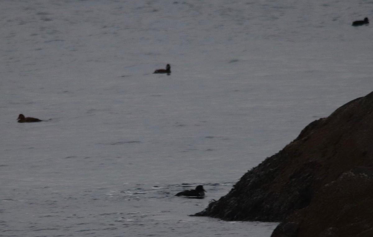 White-winged Scoter - ML132287361