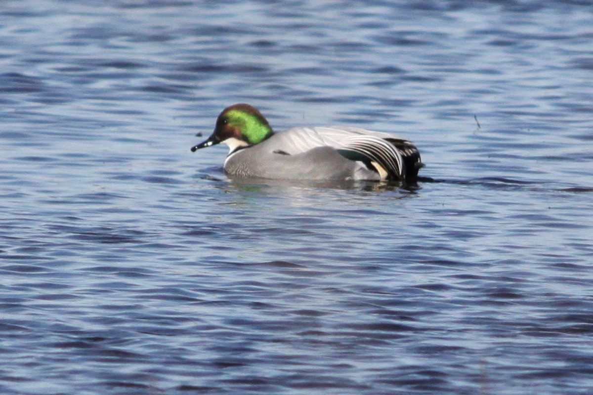 Falcated Duck - Bunkie Mangum