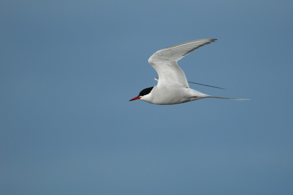 Arctic Tern - Cameron Eckert