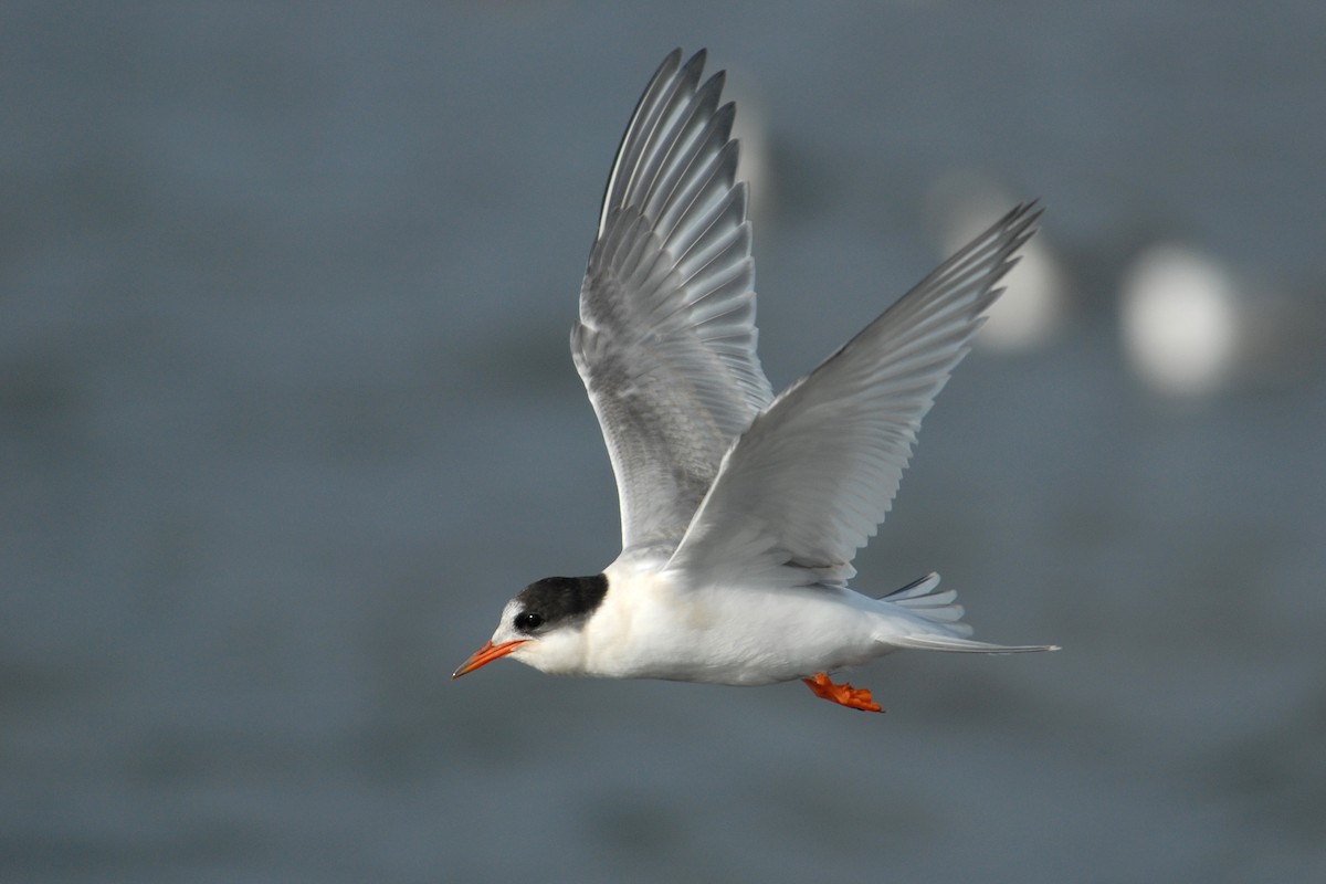 Arctic Tern - ML132288191