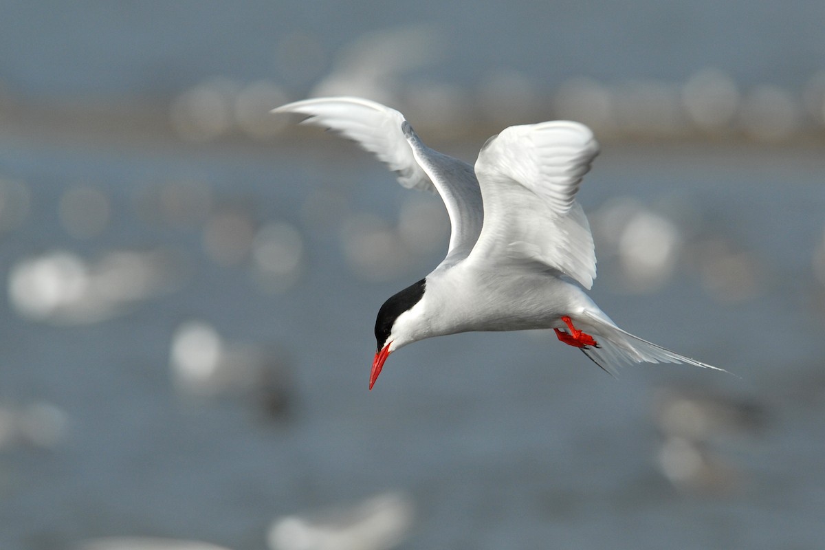 Arctic Tern - ML132288211