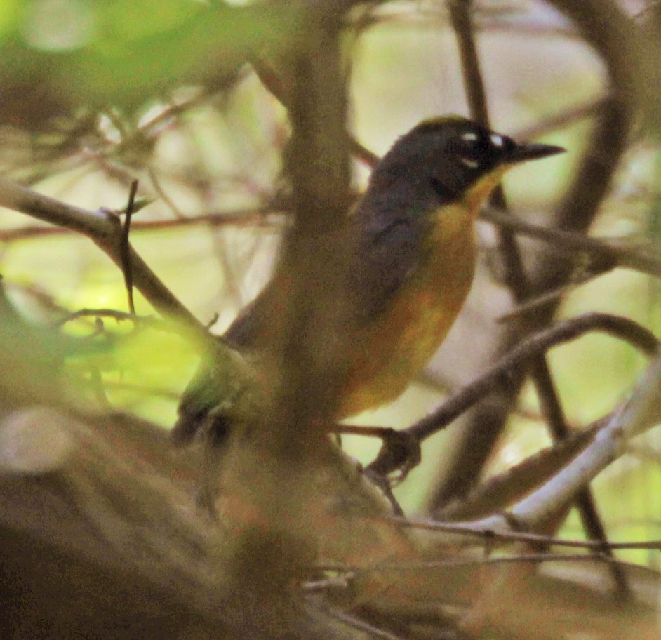 Fan-tailed Warbler - Larry Sirvio