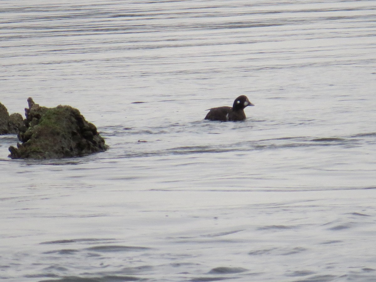 Harlequin Duck - Adam D'Onofrio