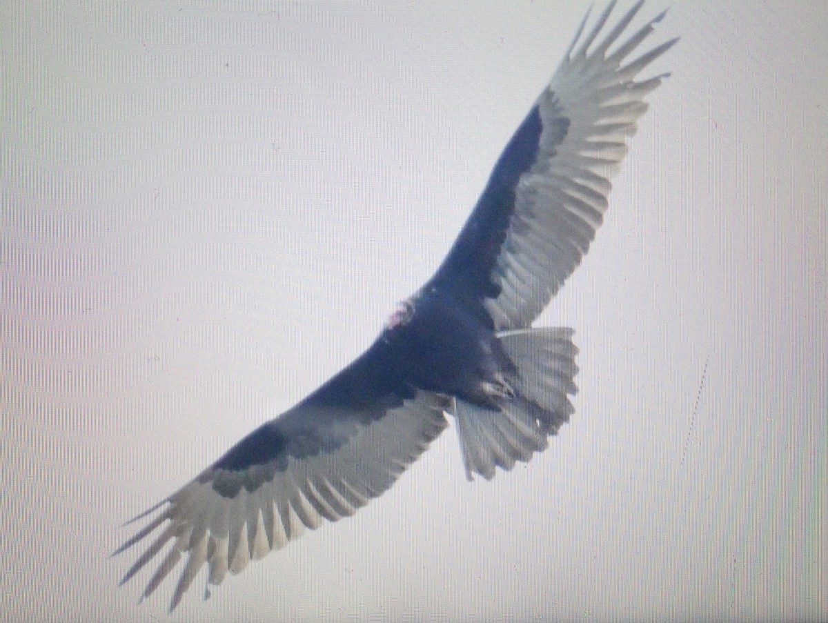 Turkey Vulture - ML132290141