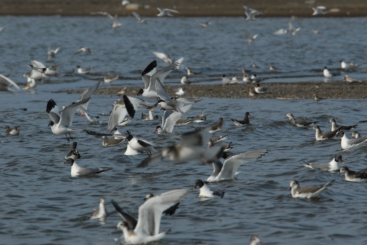 Arctic Tern - ML132290811