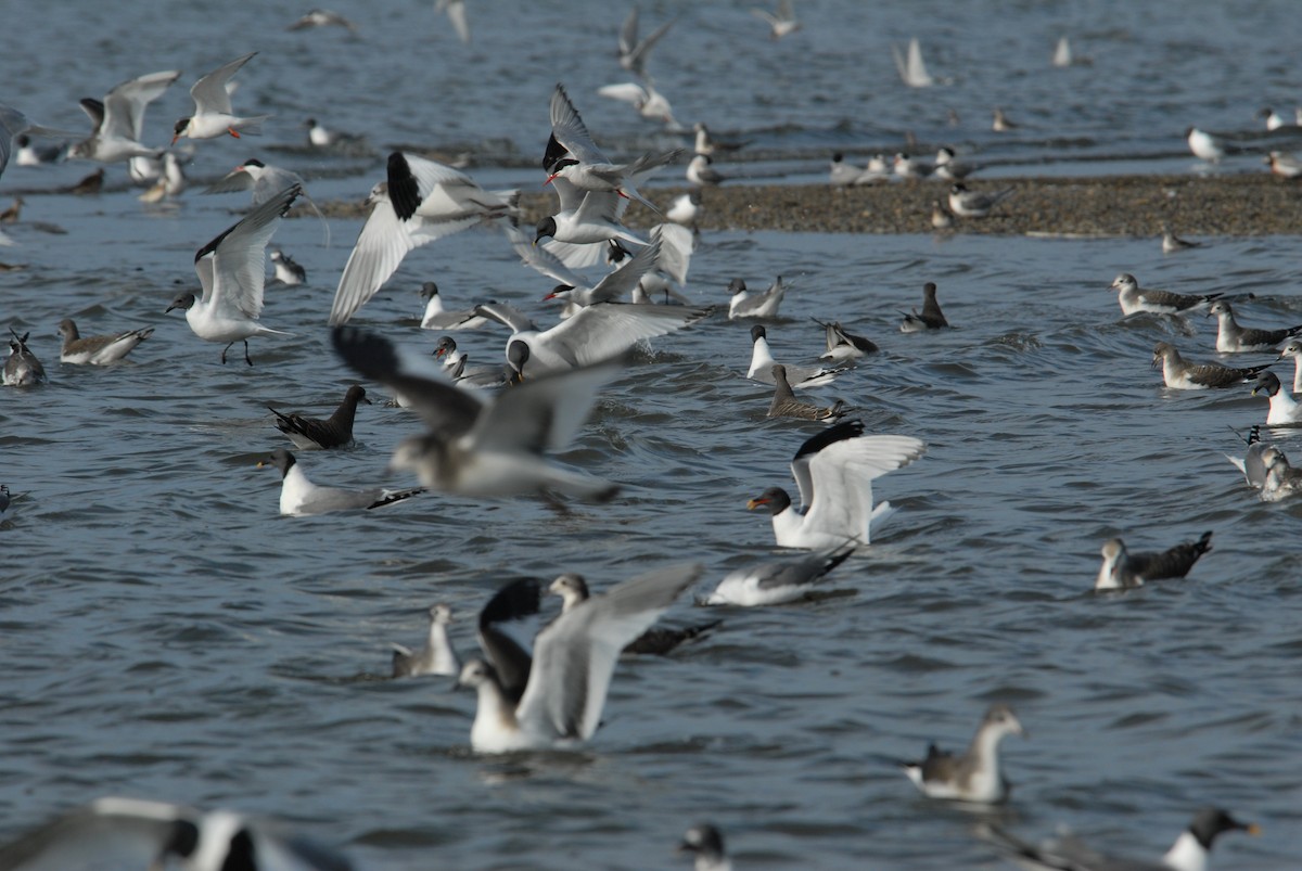 Arctic Tern - ML132290831