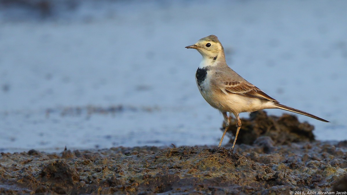 White Wagtail - ML132291441