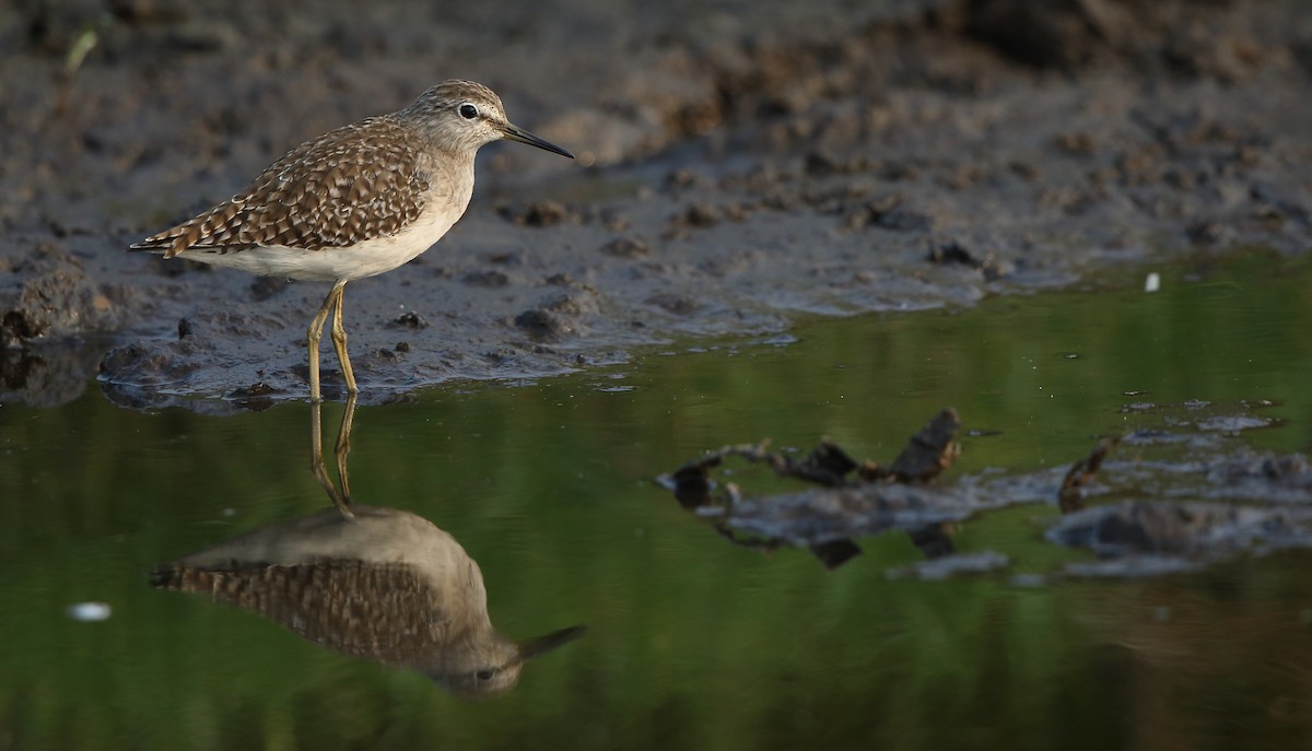 Wood Sandpiper - Albin Jacob