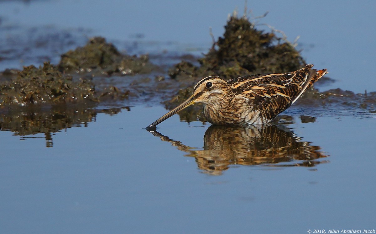 Common Snipe - ML132291761