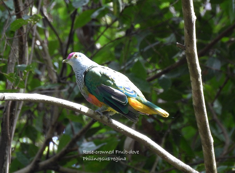Rose-crowned Fruit-Dove - ML132292641