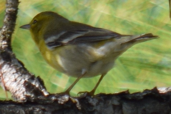 Pine Warbler - Anne Fay