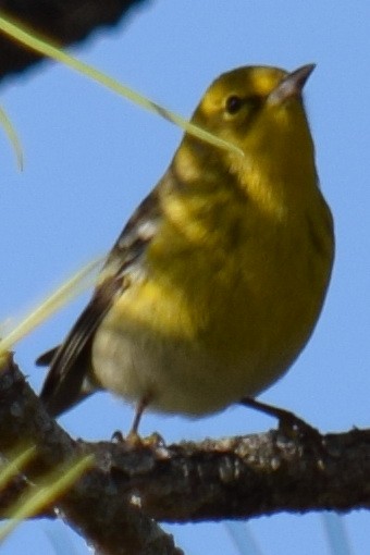 Pine Warbler - Anne Fay