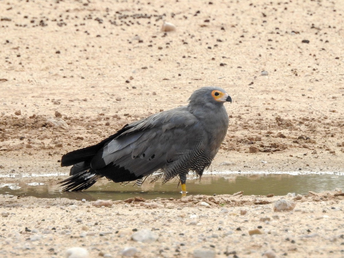 African Harrier-Hawk - Samuel Burckhardt