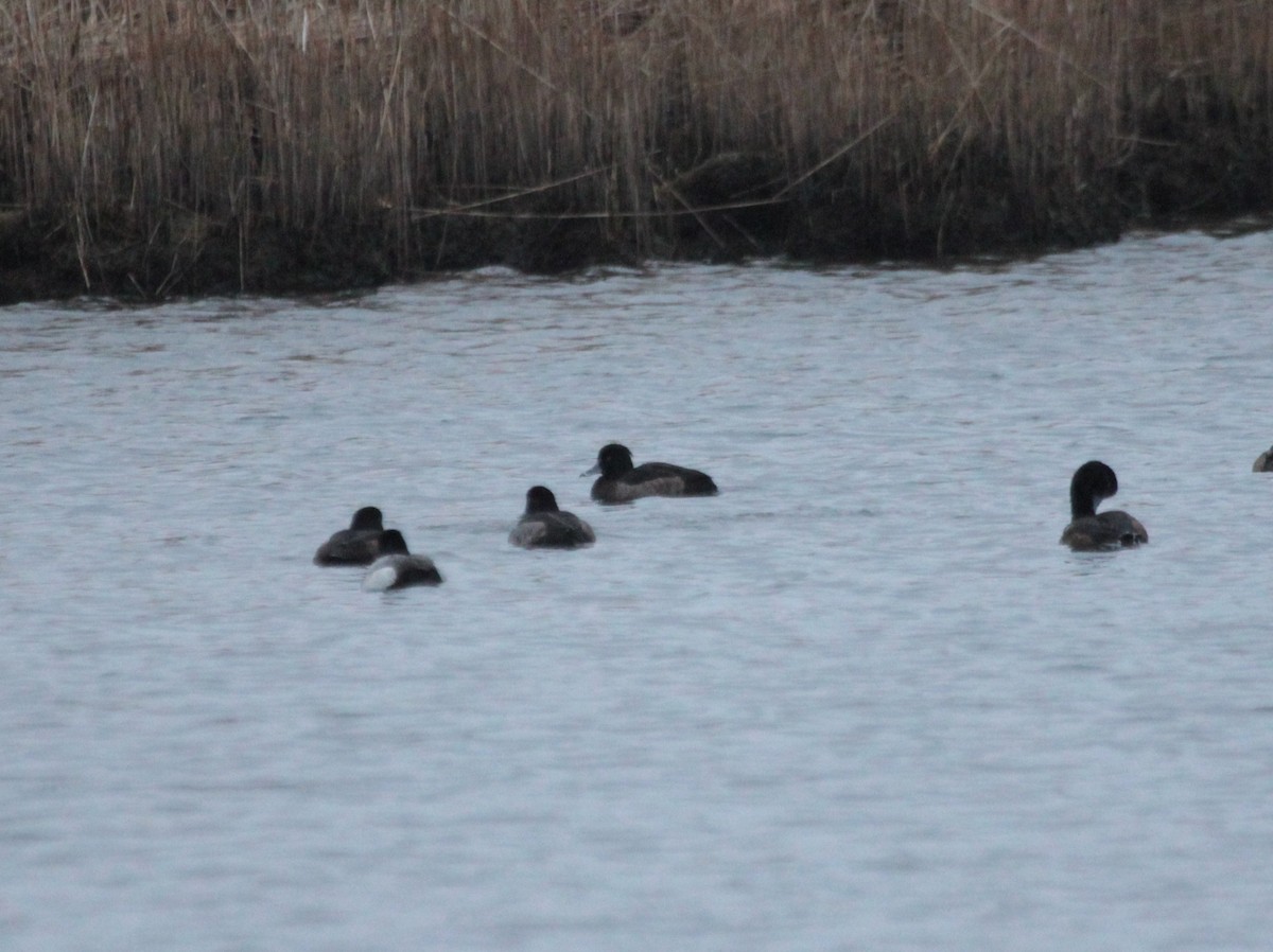 Tufted Duck - ML132296781