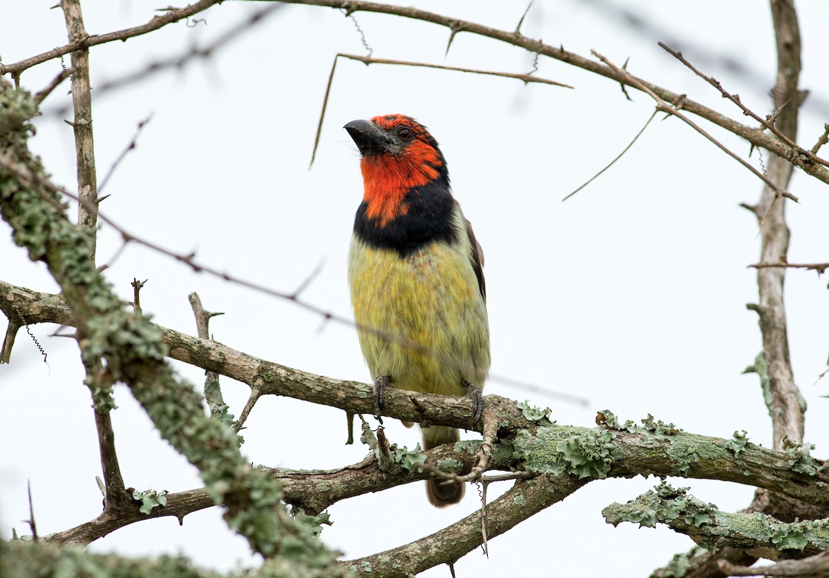 Black-collared Barbet - ML132299181