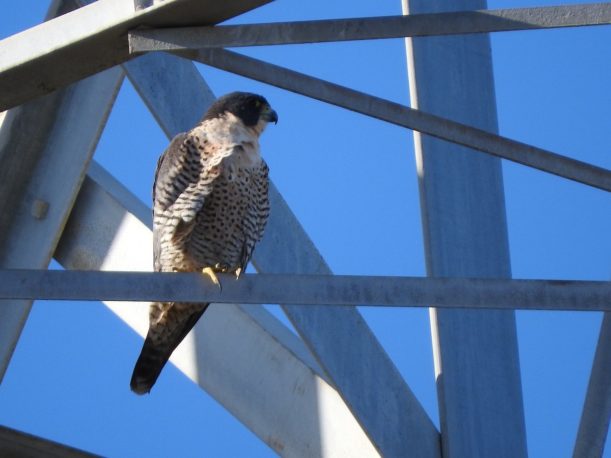 Peregrine Falcon - ML132299811