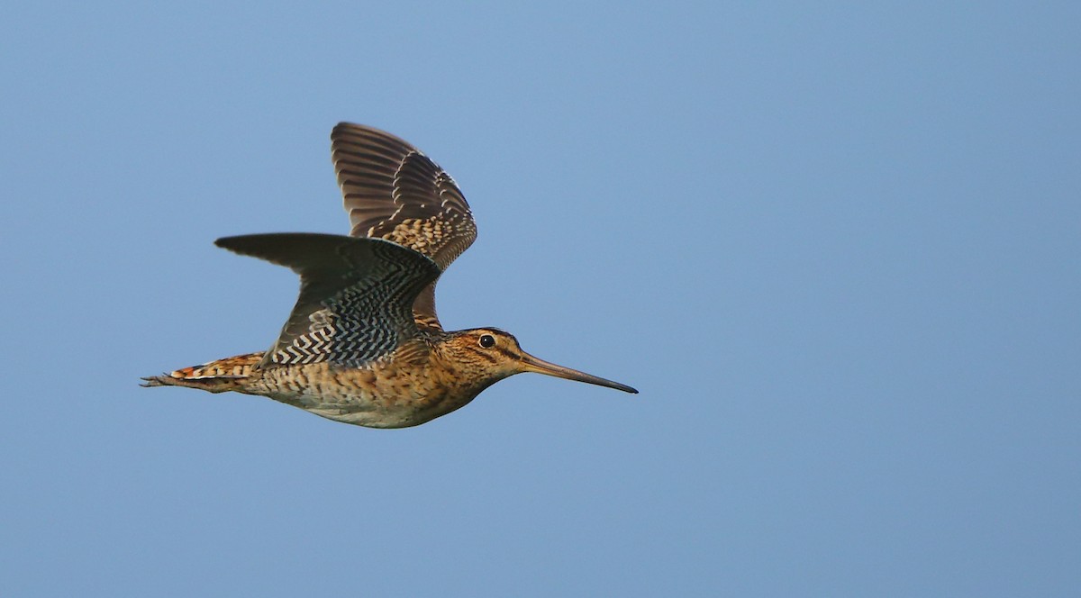 Pin-tailed Snipe - ML132300291