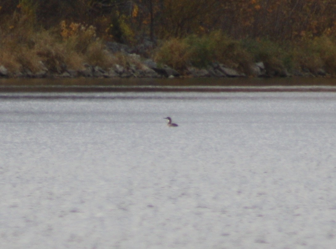 Pacific Loon - ML132300611