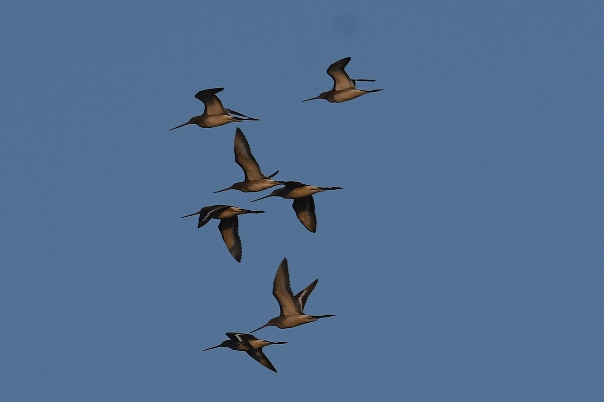 Black-tailed Godwit - ML132301751