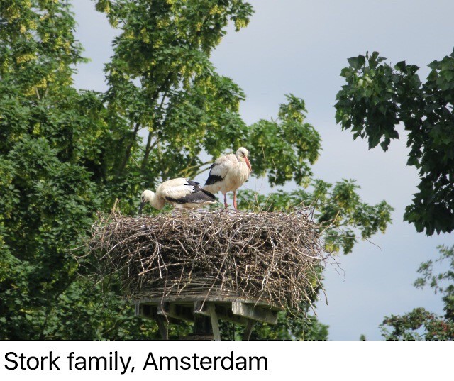 White Stork - ML132301831