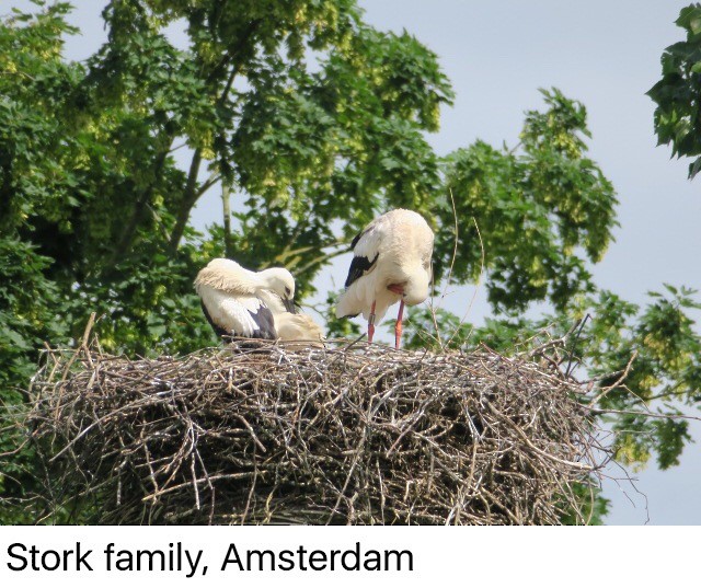 White Stork - ML132301841