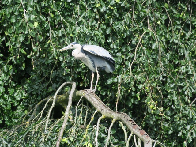 Gray Heron - ML132302851