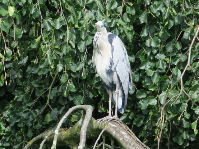 Gray Heron - ML132302861