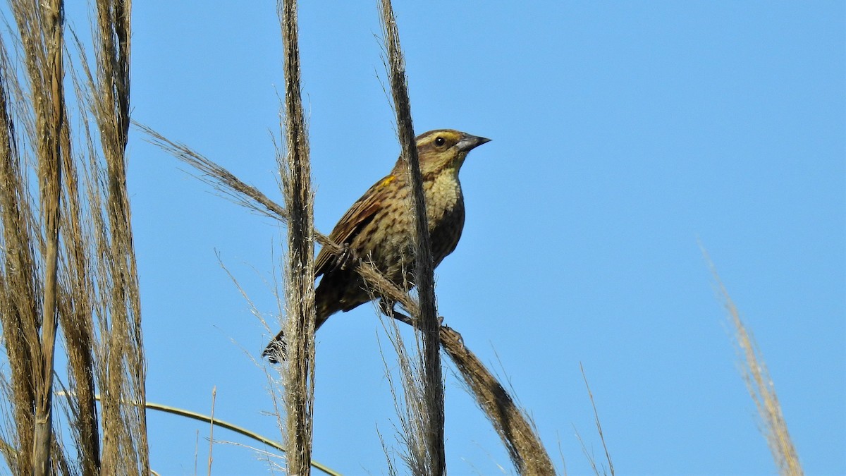 Yellow-winged Blackbird - ML132303131