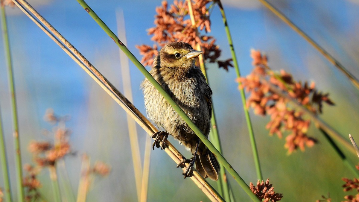 Yellow-winged Blackbird - ML132303161