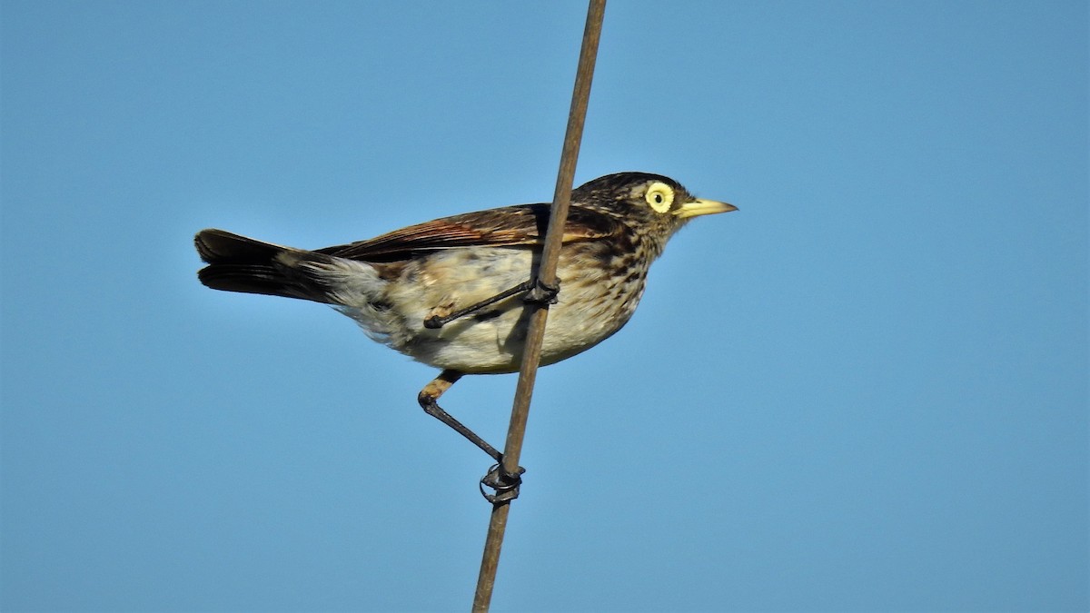 Spectacled Tyrant - ML132303821