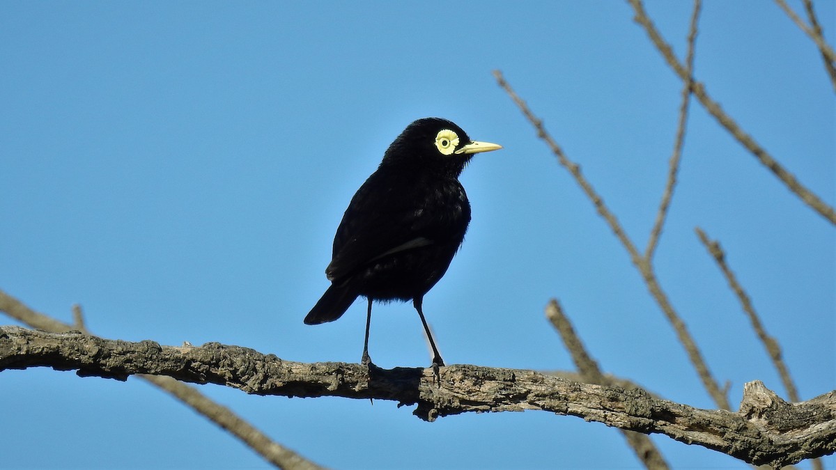 Spectacled Tyrant - ML132303831