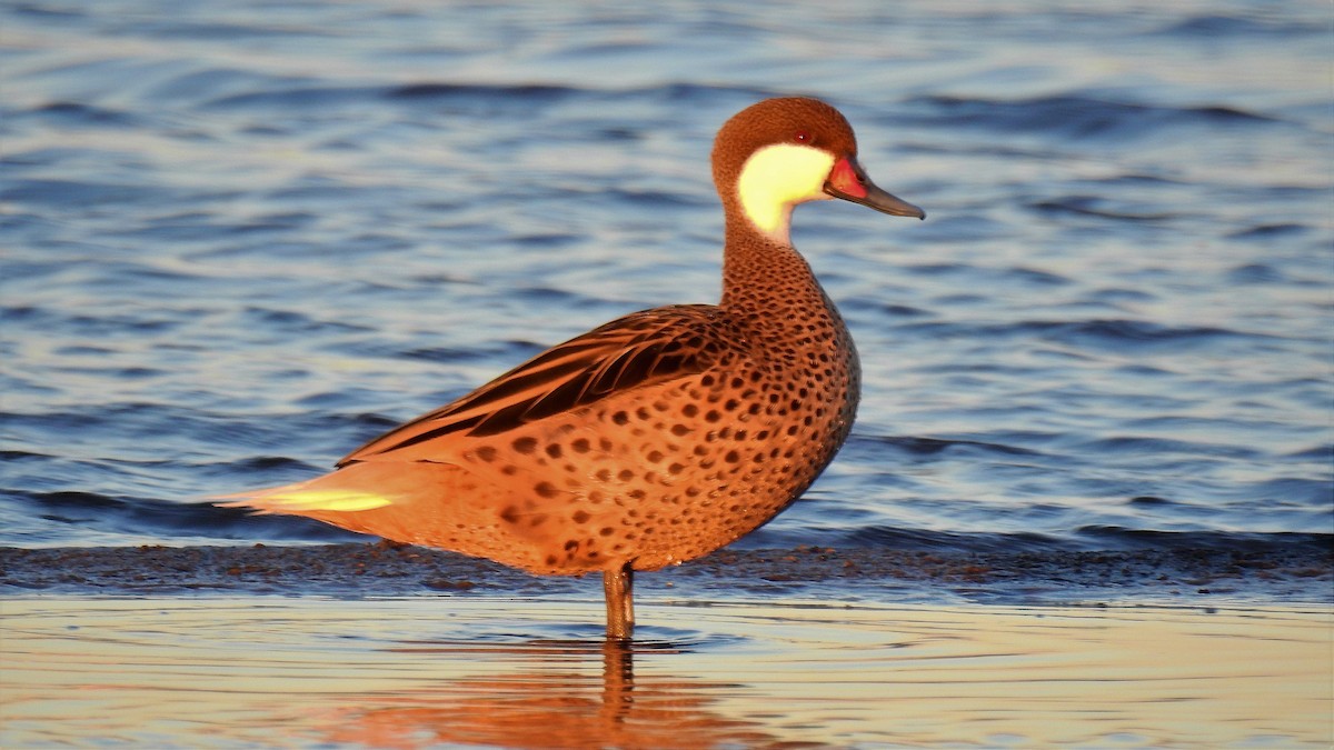 White-cheeked Pintail - Pablo Alejandro Pla