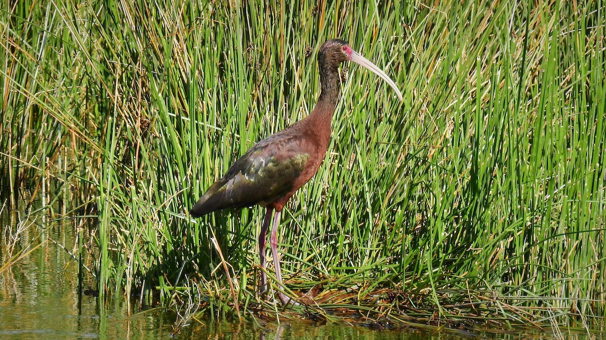 ibis americký - ML132305851