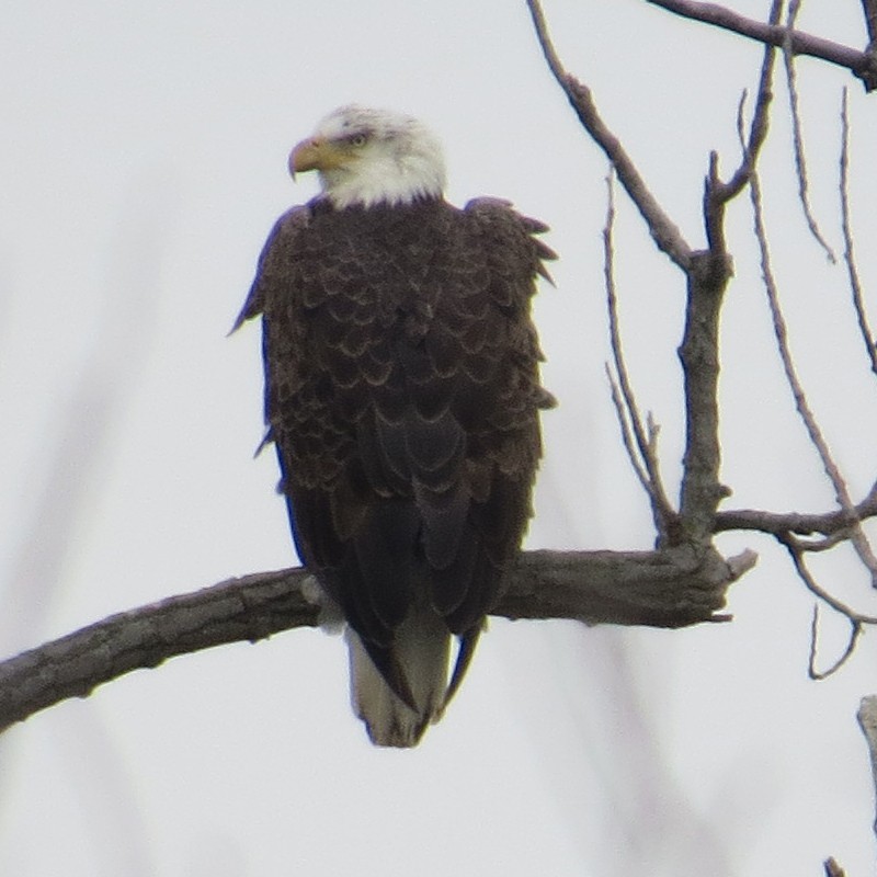 Bald Eagle - ML132306641