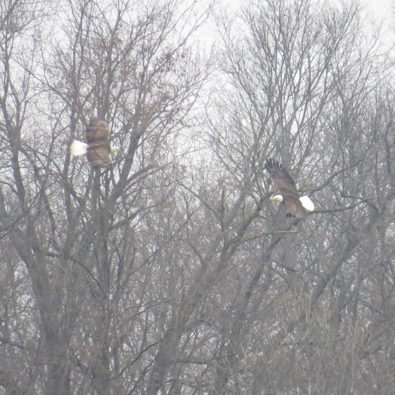 Weißkopf-Seeadler - ML132306691