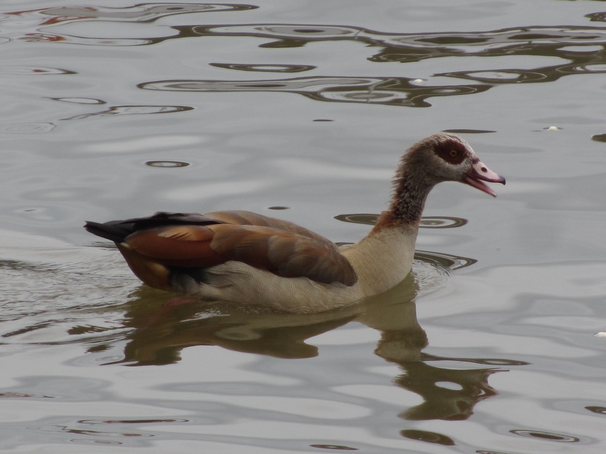 Egyptian Goose - ML132307161