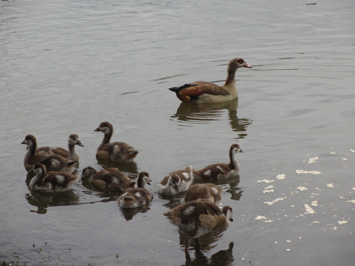 Egyptian Goose - ML132307171
