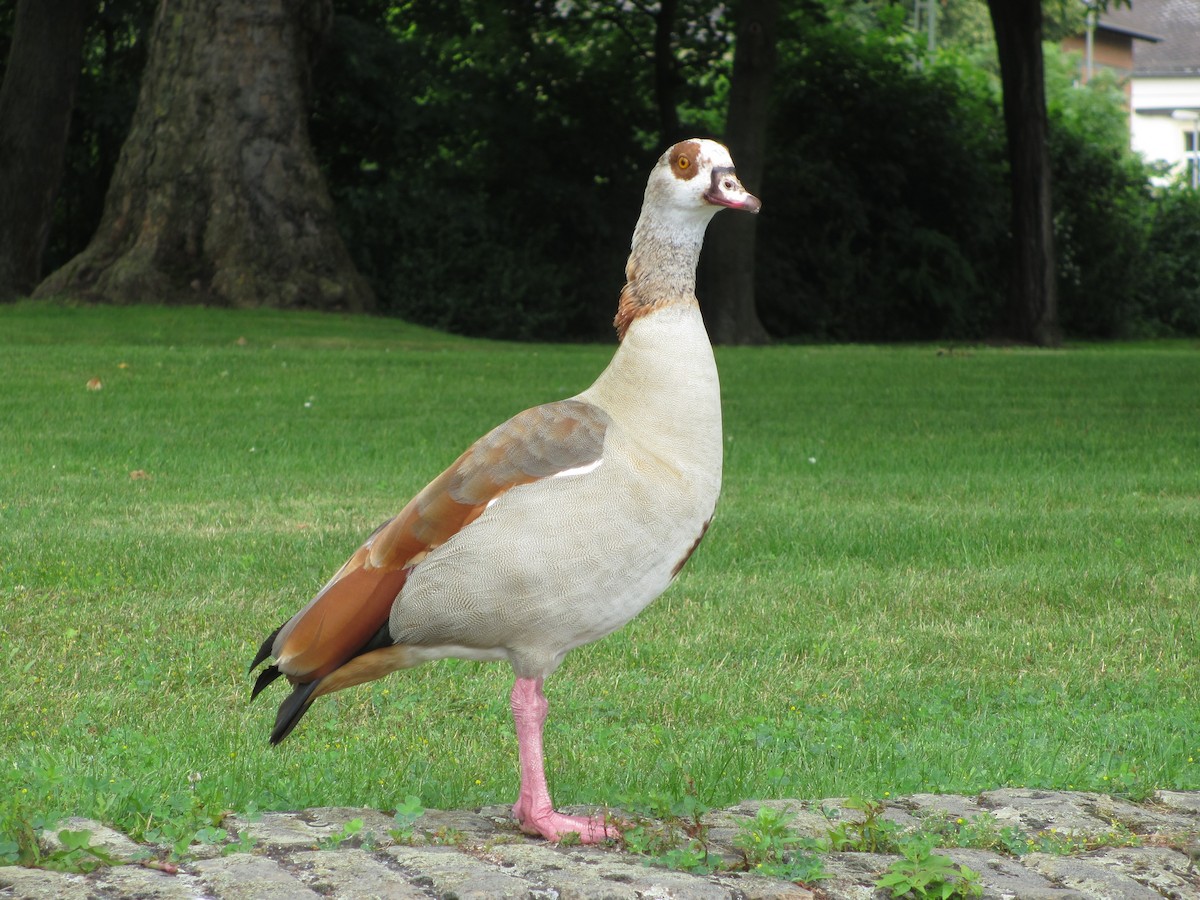 Egyptian Goose - ML132307181